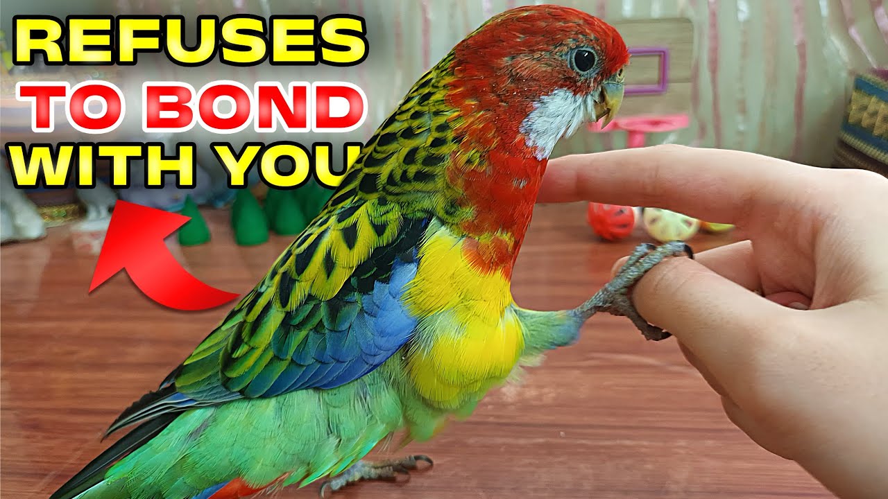 Your Bird Rejected You? Here's What to Do
