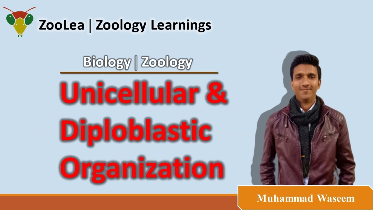 Unicellular and Diploblastic level of organization: Lesson 11 of Millar Harley