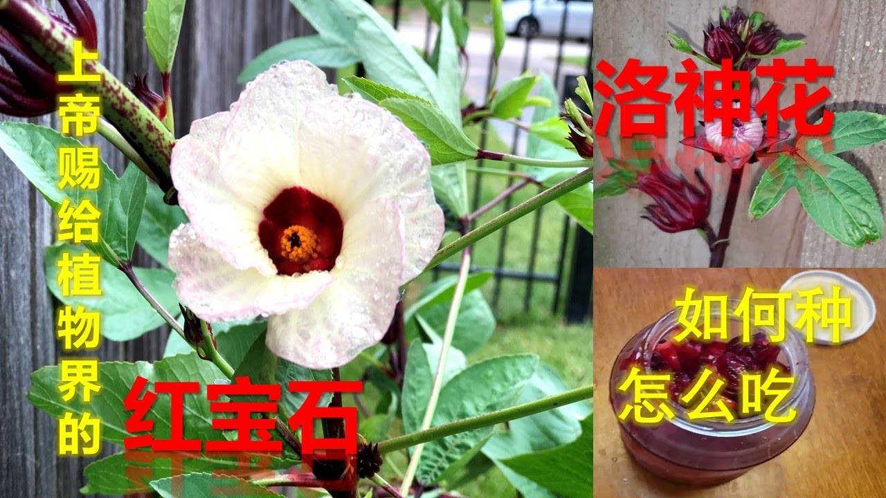 洛神花-上帝赐给植物界的红宝石  如何种？怎么吃?