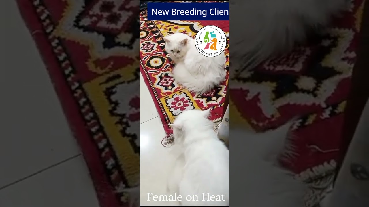 New breeding client 