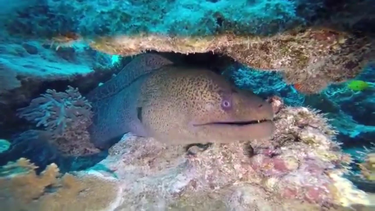 Plongée intérêt du filtre rouge Gopro  vidéo  ? SPR Dome SpiritDiver