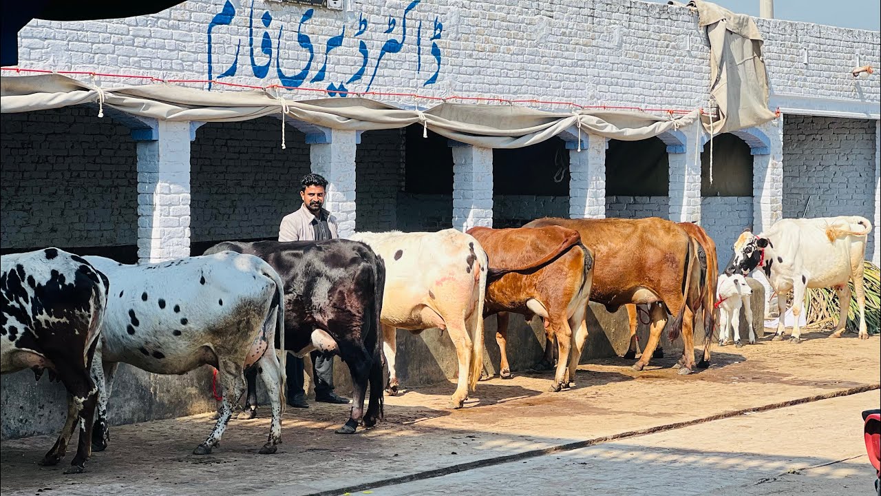 4 سجری سوئی 4 تیار ویڑیاں  برائے فروخت 13 فروری  2026 ساروکی گجرات[8498176-0318]