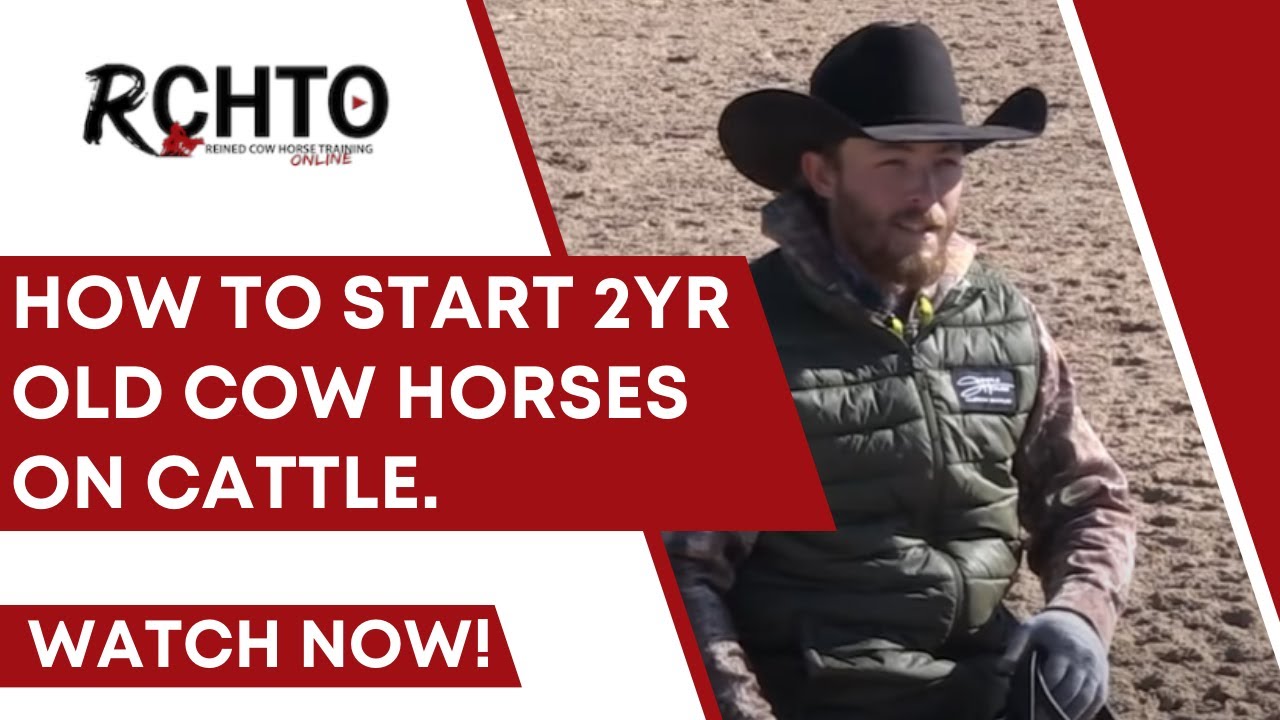 How To Start 2yr Old Cow Horses On Cattle.