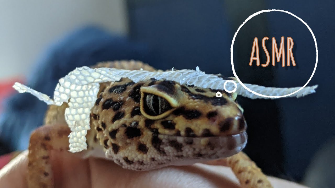 La mue du léopard gecko (ASMR) et conseils (#200)