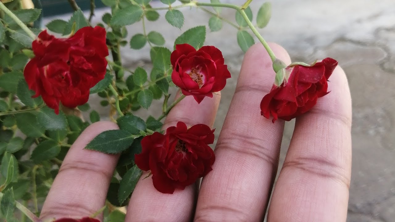 Climbing Rose/rose vine care and it's Fertilizer Tips.Gulaab ki Bail. Hindi /urdu.My Rose Collection