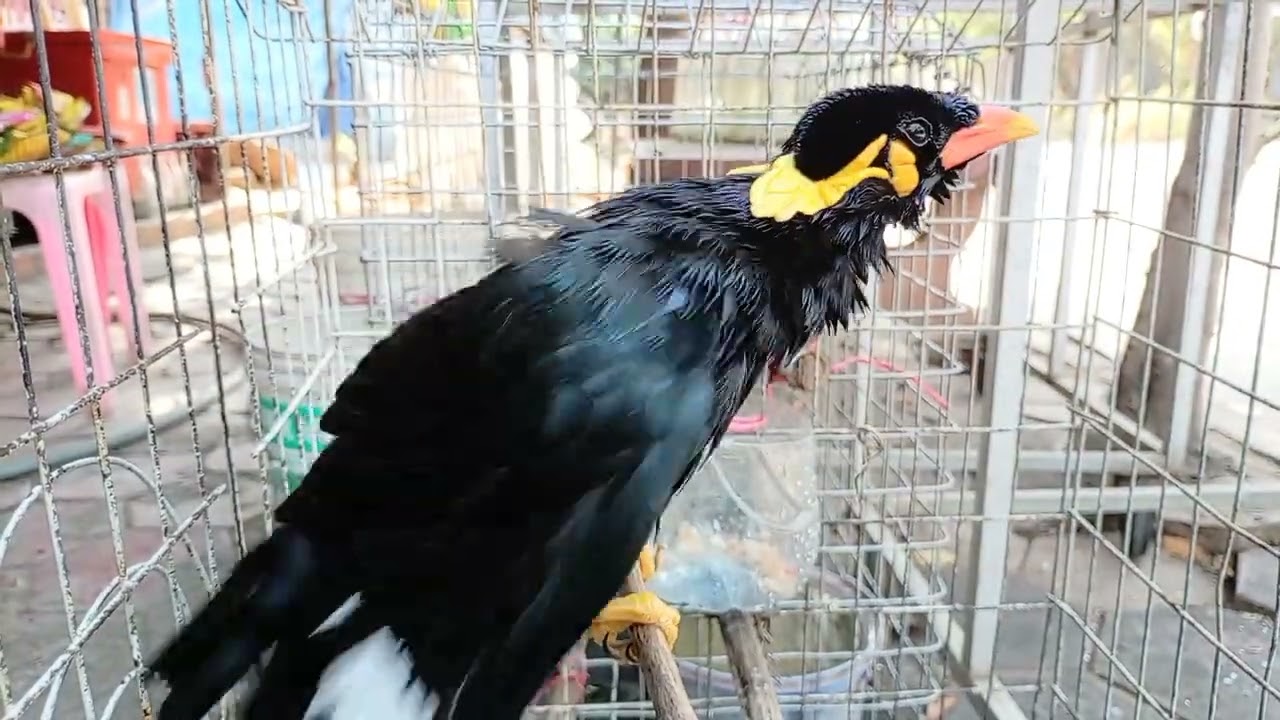 Birds, sarika keo voung,​ shower action. #birds,#pets,#Animals,#Talking birds,#BORA Bo, #home pets. 