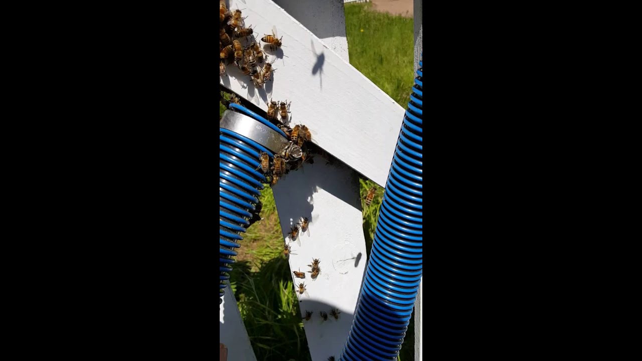 Bee Vacuum in Action