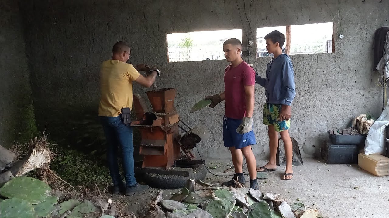 VEJA A ROTINA DE HUGO CRIADOR DE VACAS EM SOLEDADE PARAIBA 