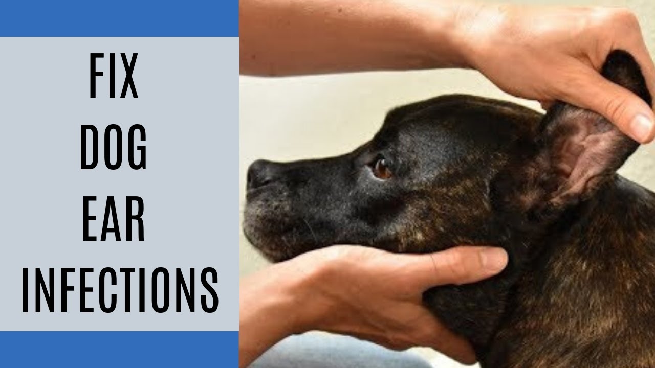 How to fix dog ear infections