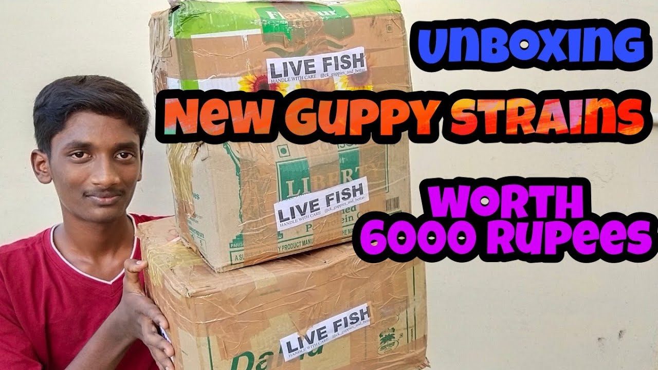 unboxing new imported guppy stains worth 6000 Rupees in தமிழ்