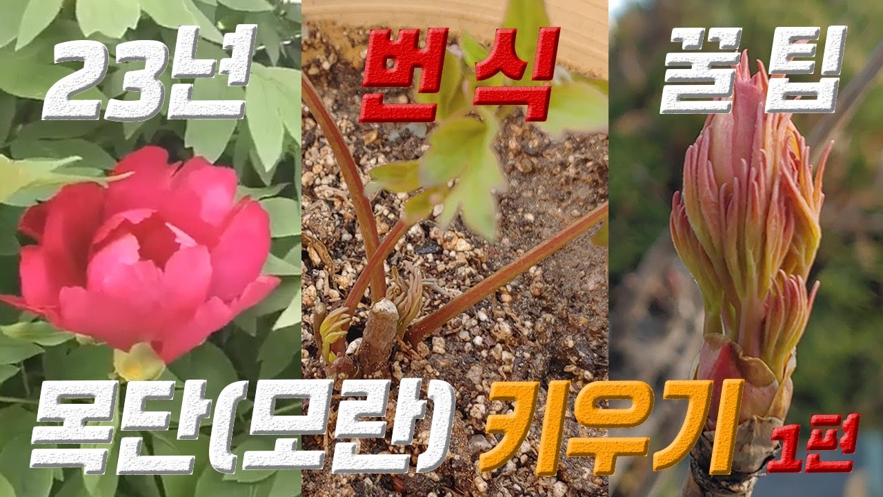 목단 키우기 모란 키우기 🌹 Paeonia suffruticosa care 🌞 Tree peony 🌹 목단 모란 번식