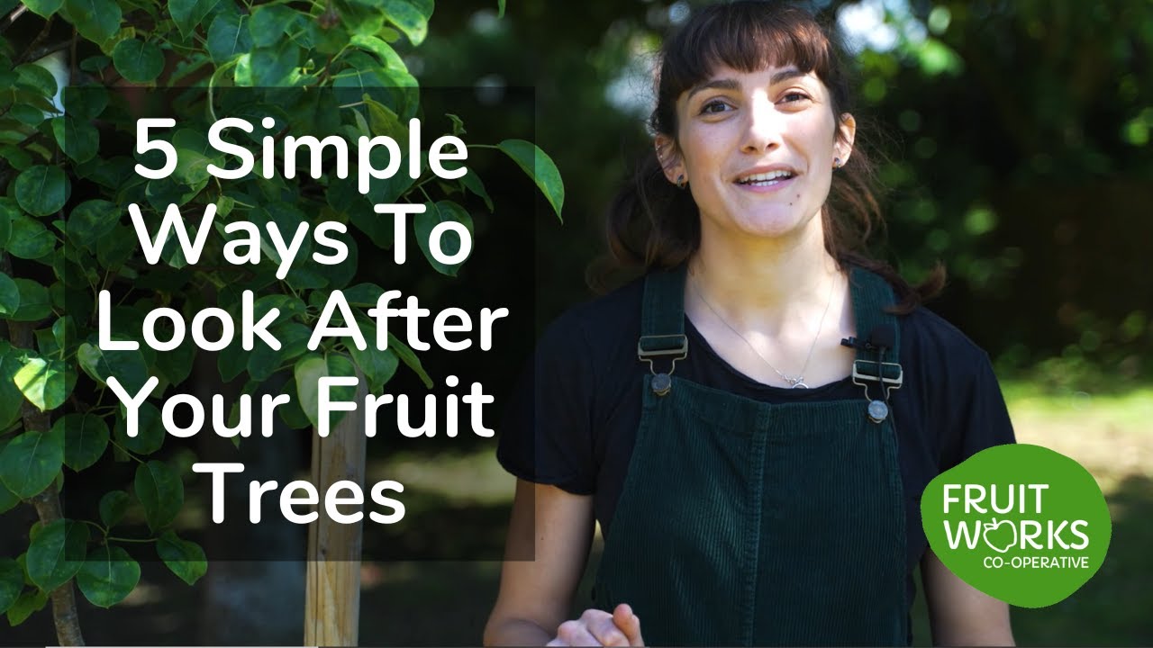 5 Simple Ways To Look After Your Fruit Trees