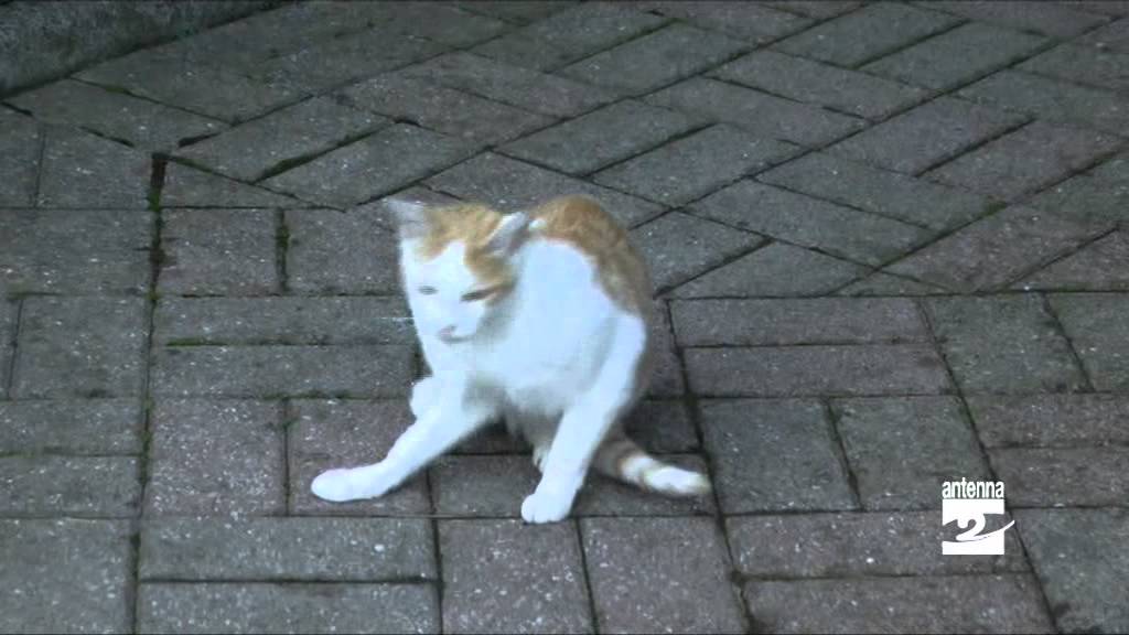 Quando i gatti soffrono di malattie della pelle