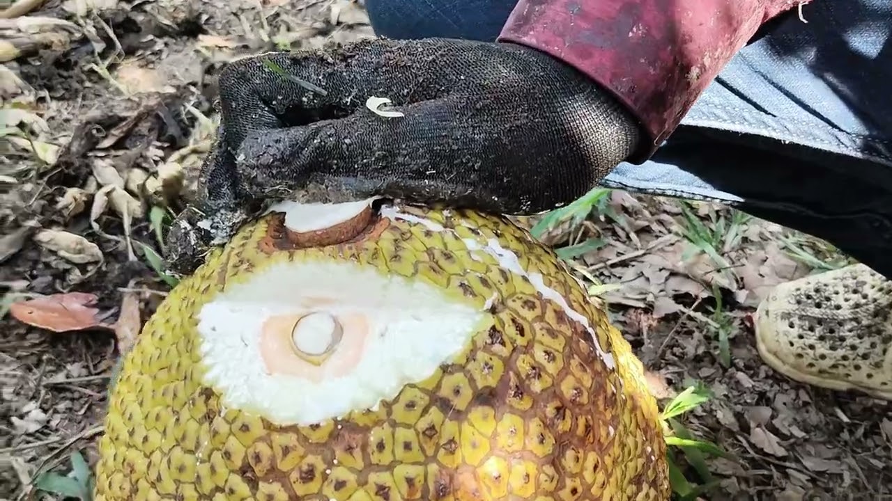 Người dân lao đao vì mít ruột đỏ, nhà vườn không thể nào bán được giá như giá thị trường. Tại sao??.