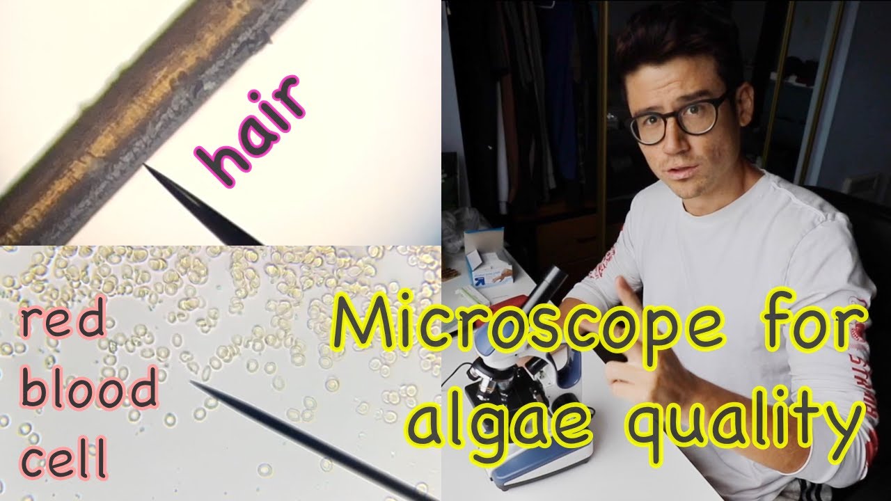 Best microscope for viewing algae??