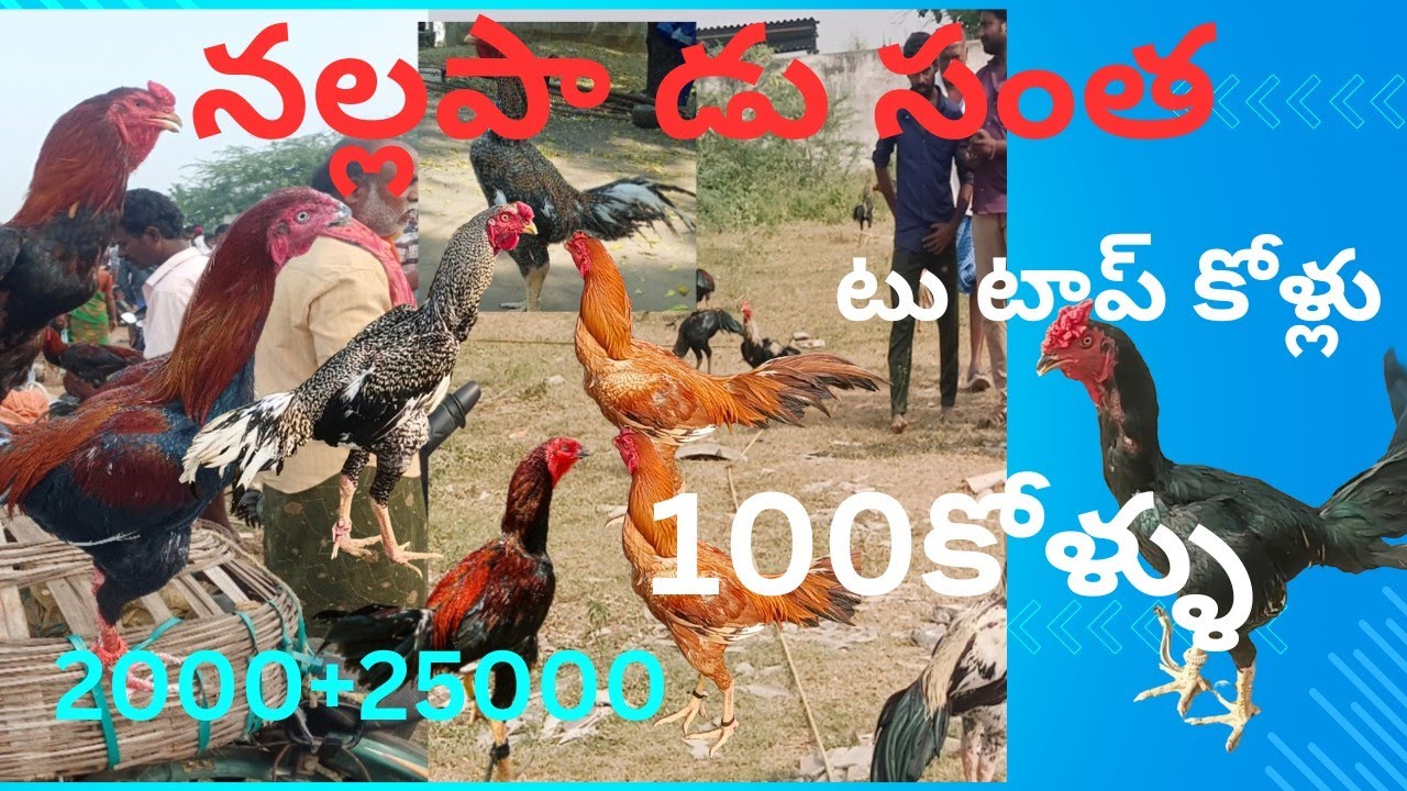 sale#గుంటూరు జిల్లా నల్లపాడు కోళ్ల సంత#టాప్ క్వాలిటీ లు రీజనబుల్ ధరలు video viral 9542131141