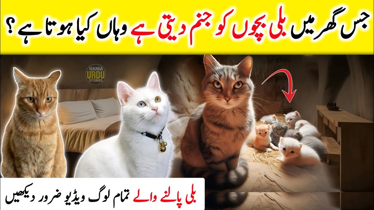 Jis Ghar Main Billi Bache De | Hazrat Ali Ne Farmaya | Dolat Rizq Barkat | Hania Urdu Stories
