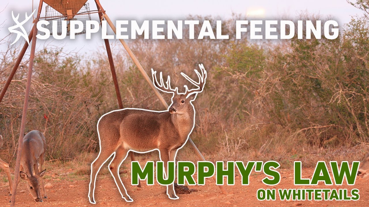 SUPPLEMENTAL FEEDING || Murphy's Law On Whitetails