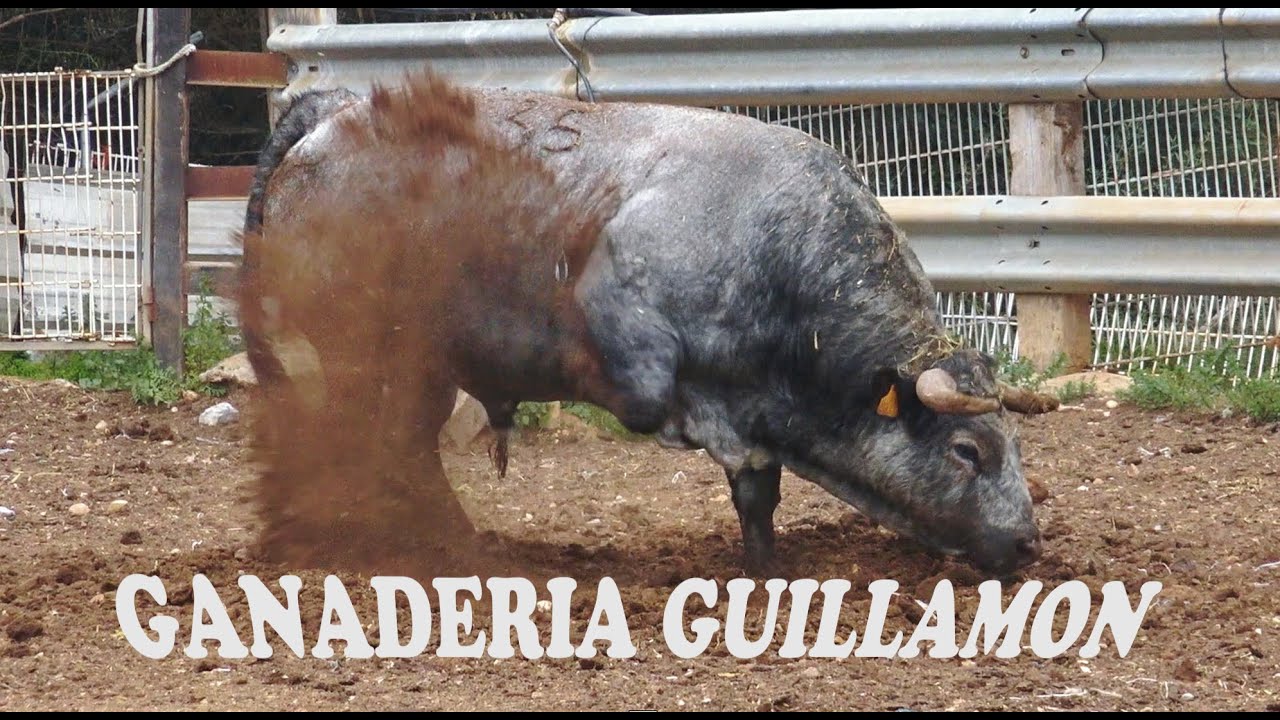 ✅2021 GANADERIA  GUILLAMON