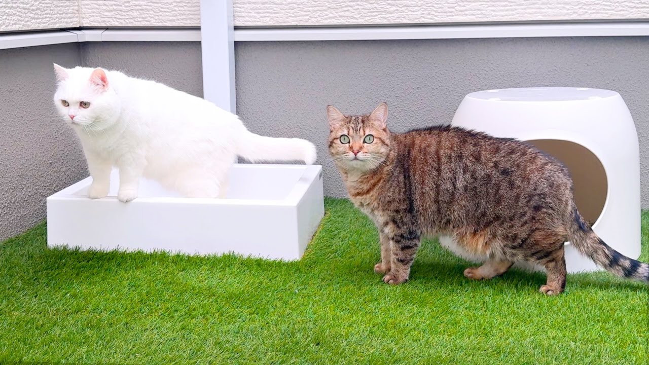 ３ヶ月ぶりに猫を外に出してみたら&hellip;