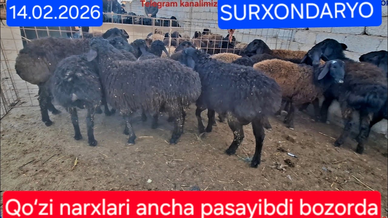 14.02.2026 Surxondaryi Bandihon ilich mol bozoridan qisqacha qoʻy qoʻzi va echki ulogʻlardi narxlari