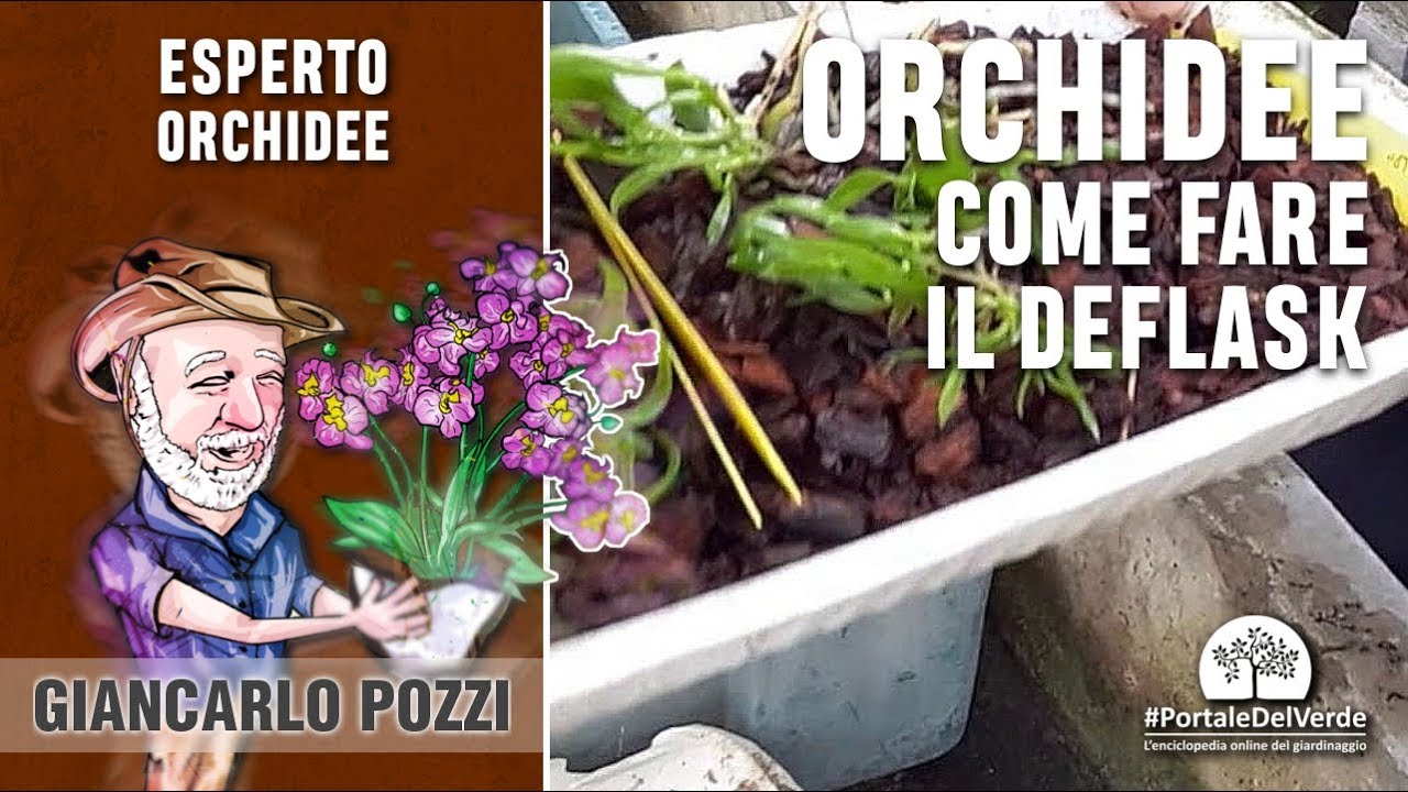 Orchidee: come si fa il deflask