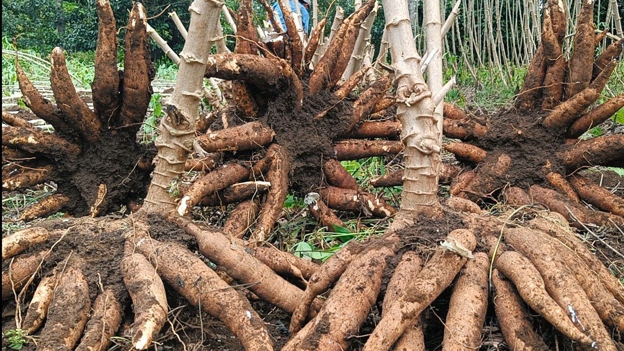 Petani Sukses / Panen Singkong Bibit Hibrida Madu. Hasil memang JOSS.....!!👍👍 Gak Ada Lawan..