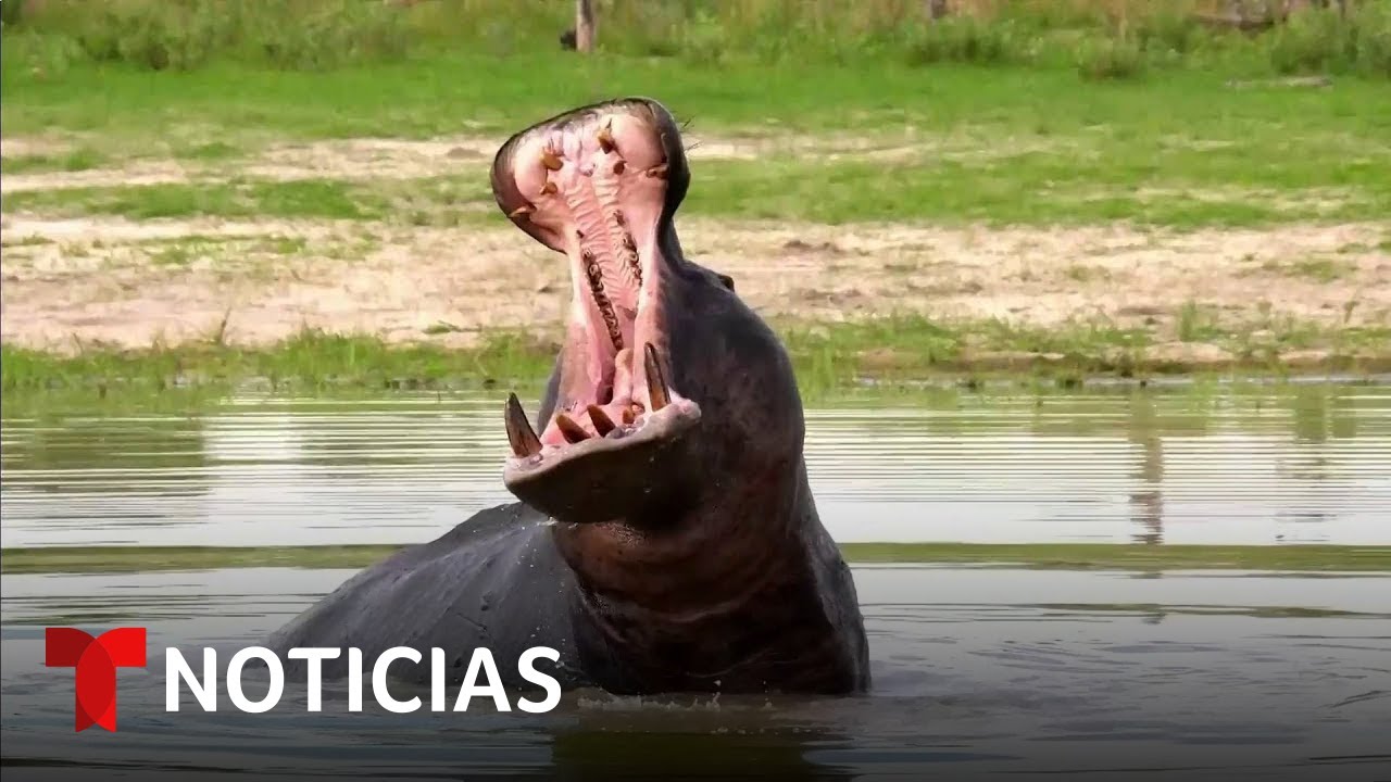 Planeta Tierra: Colombia sacrificar&iacute;a 80 hipop&oacute;tamos de Pablo Escobar | Noticias Telemundo