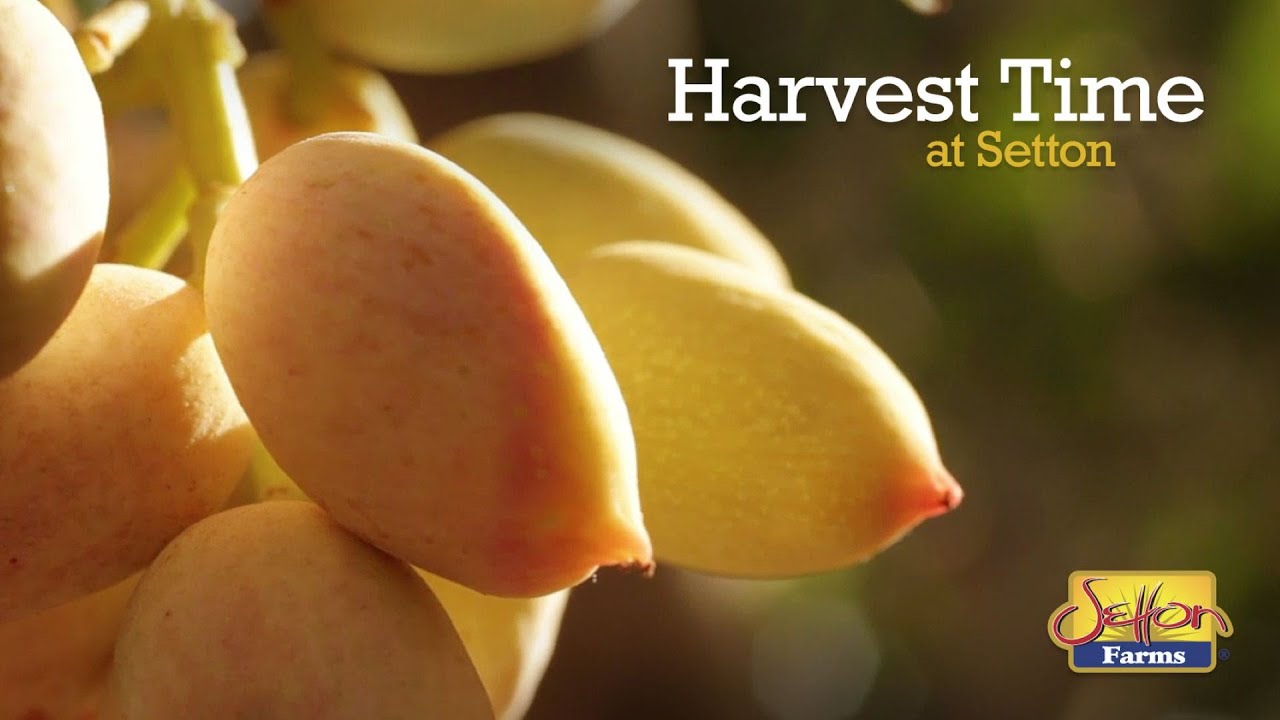 Setton Farms Segment 3 - Harvest Time at Setton