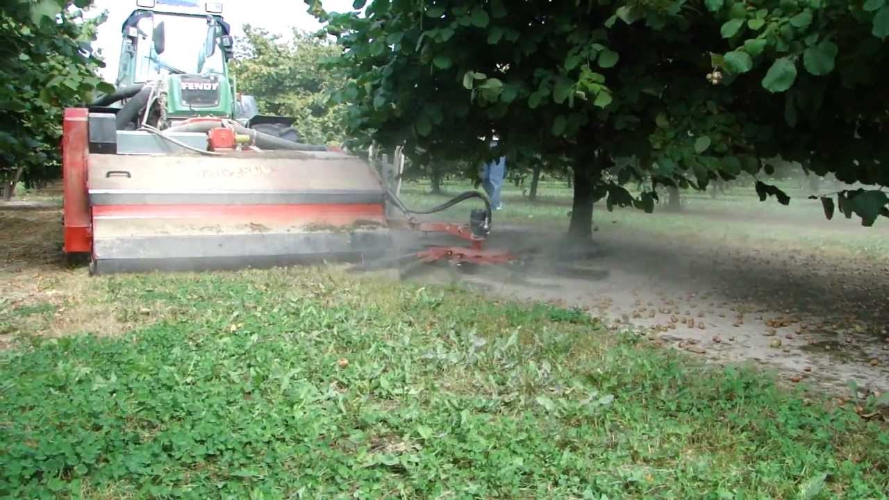 Kombajnowy zbiór orzechów laskowych