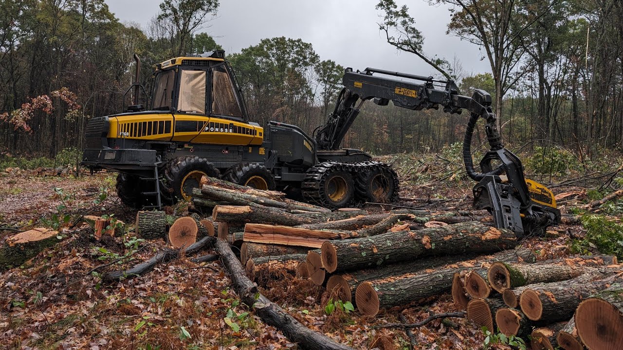 Ponsse Ergo H8 harvesting oak