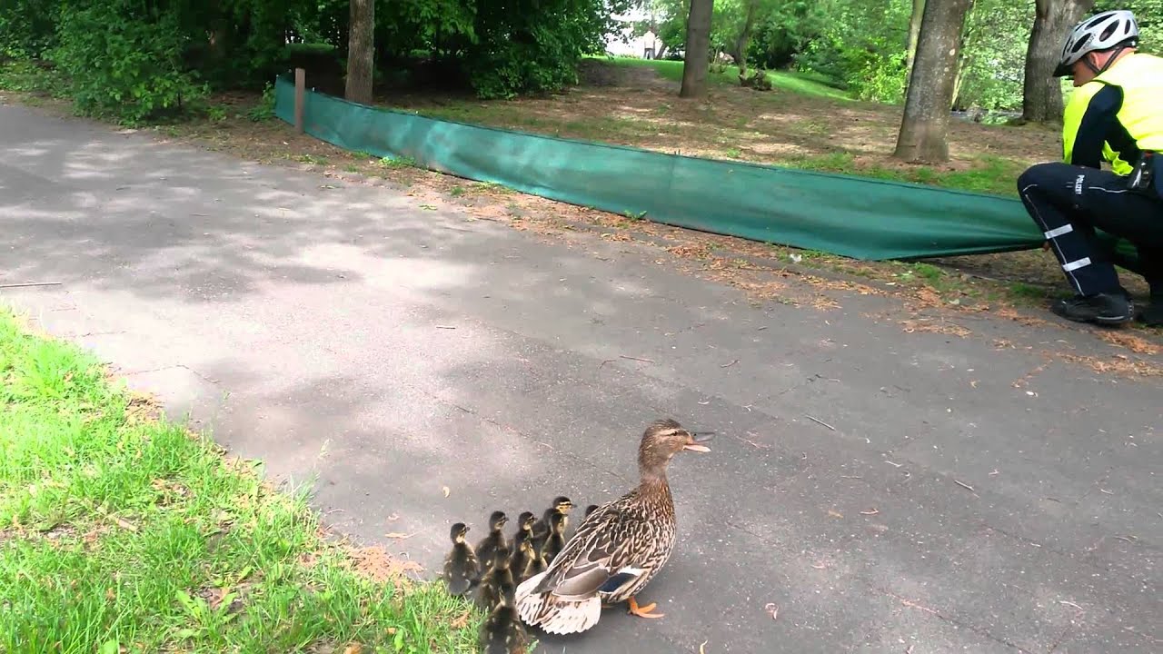 Saving a duck family crossing a busy street in Cologne