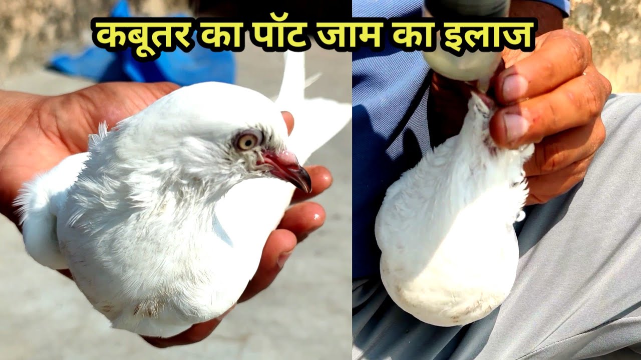 कबूतर का पॉट जाम का इलाज | kabutar ka pot kaise saaf karen | kabutar ke pot band ka ilaj