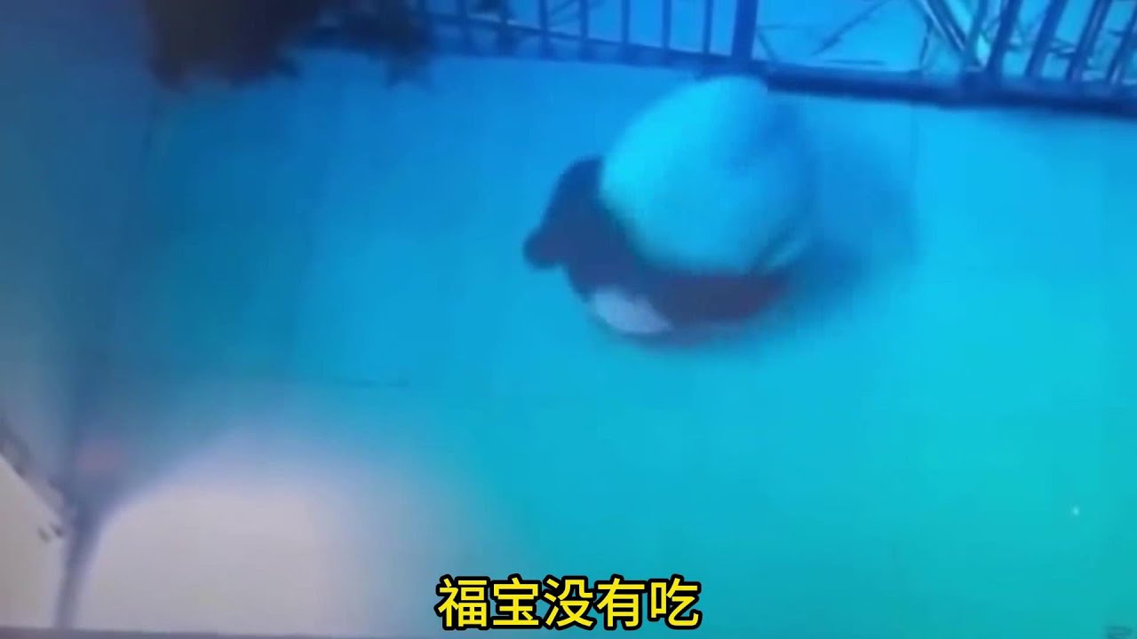 福宝隔离的第一天, 在内室连续翻滚了好多下都没停下来，福宝连续翻滚是在表达自己的情绪和需求吗？