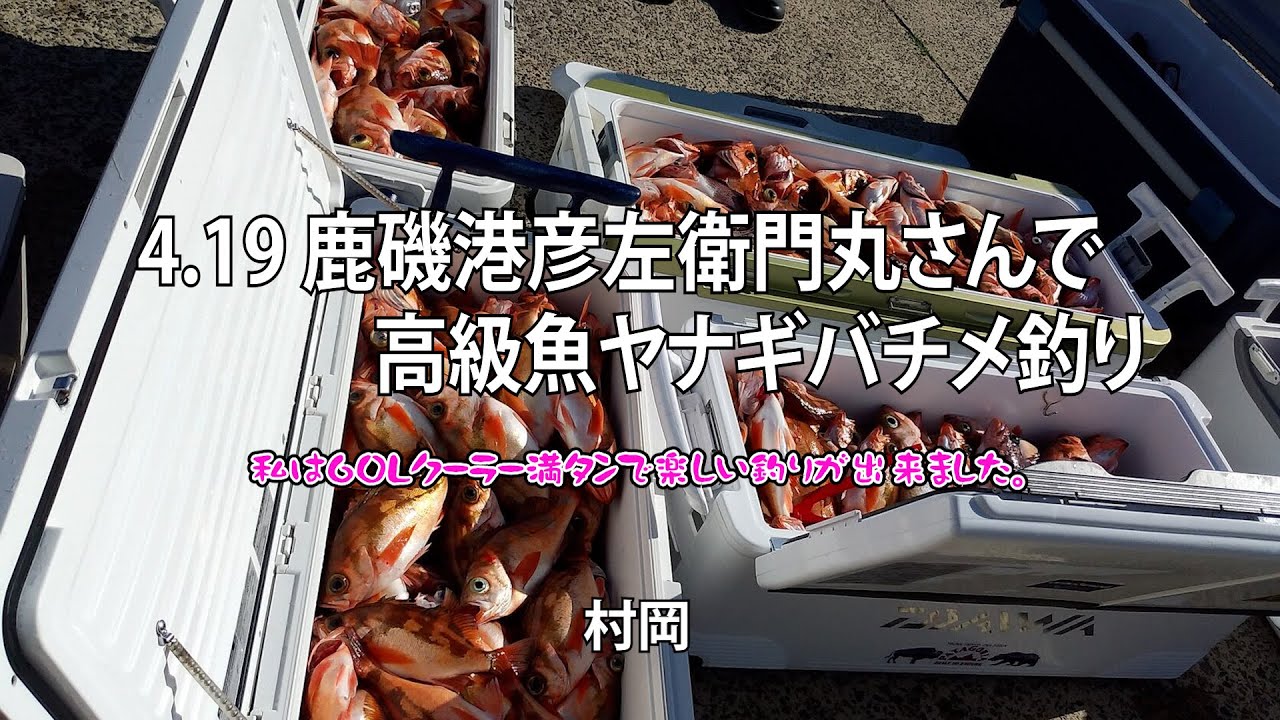 23 04 19　鹿磯港彦左衛門丸さんで高級魚ヤナギバチメ釣り