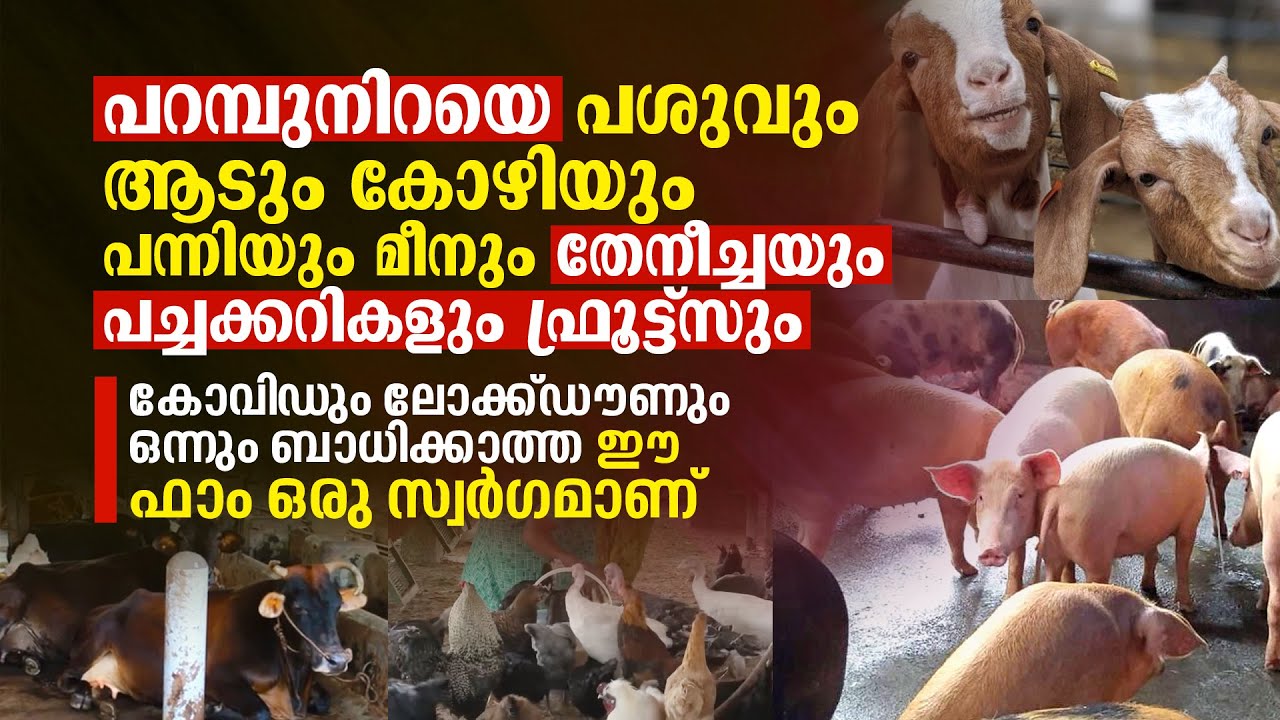 പറമ്പുനിറയെ പശുവും ആടും കോഴിയും പന്നിയും മീനും പച്ചക്കറികളും ഫ്രൂട്ട്സും: ഈ ഫാം ഒരു സ്വർഗമാണ്‌