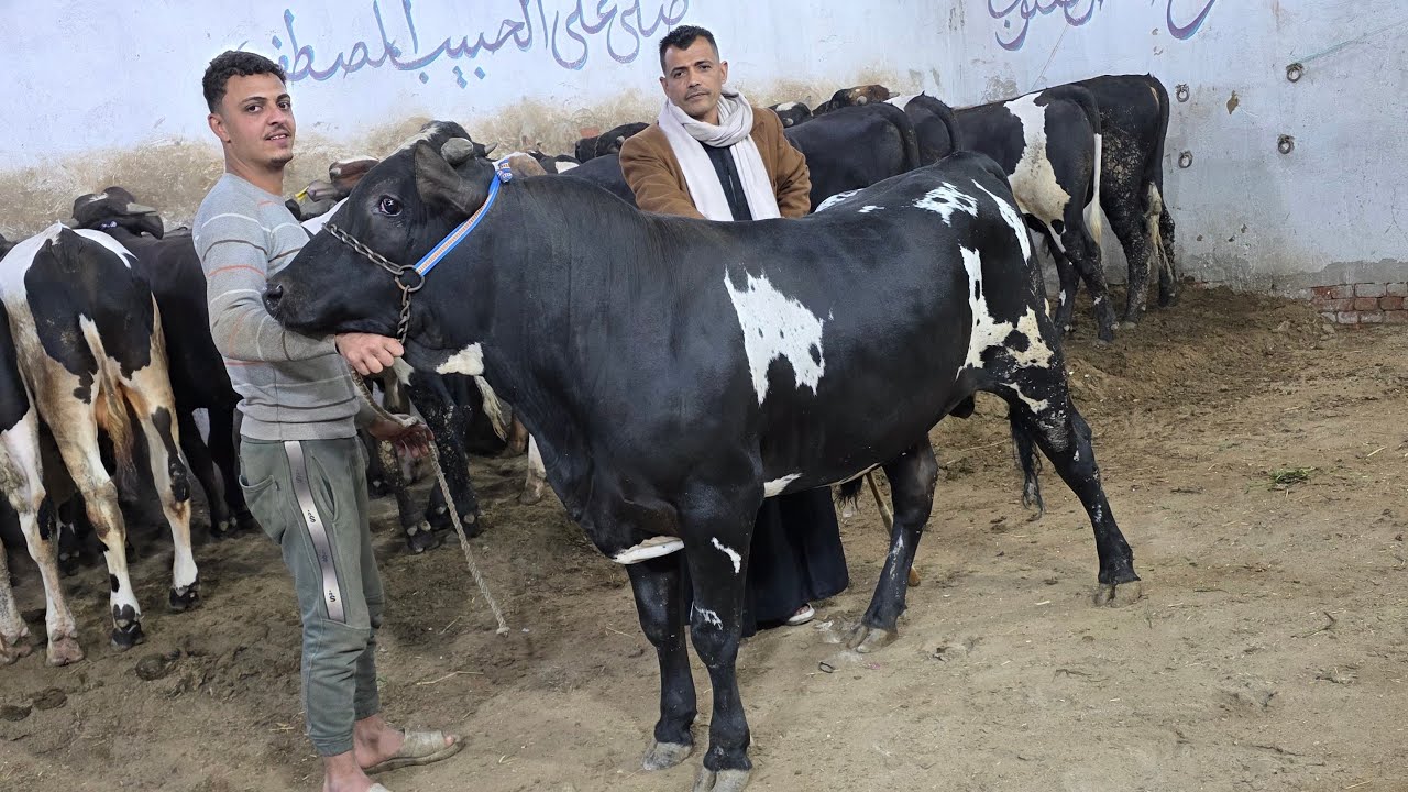 سيب اللي في ايدك وتعالى شوف بنفسك دبابات العجول البقر اللحم السوبر أضاحي العيد بفضل الله سوق كامل