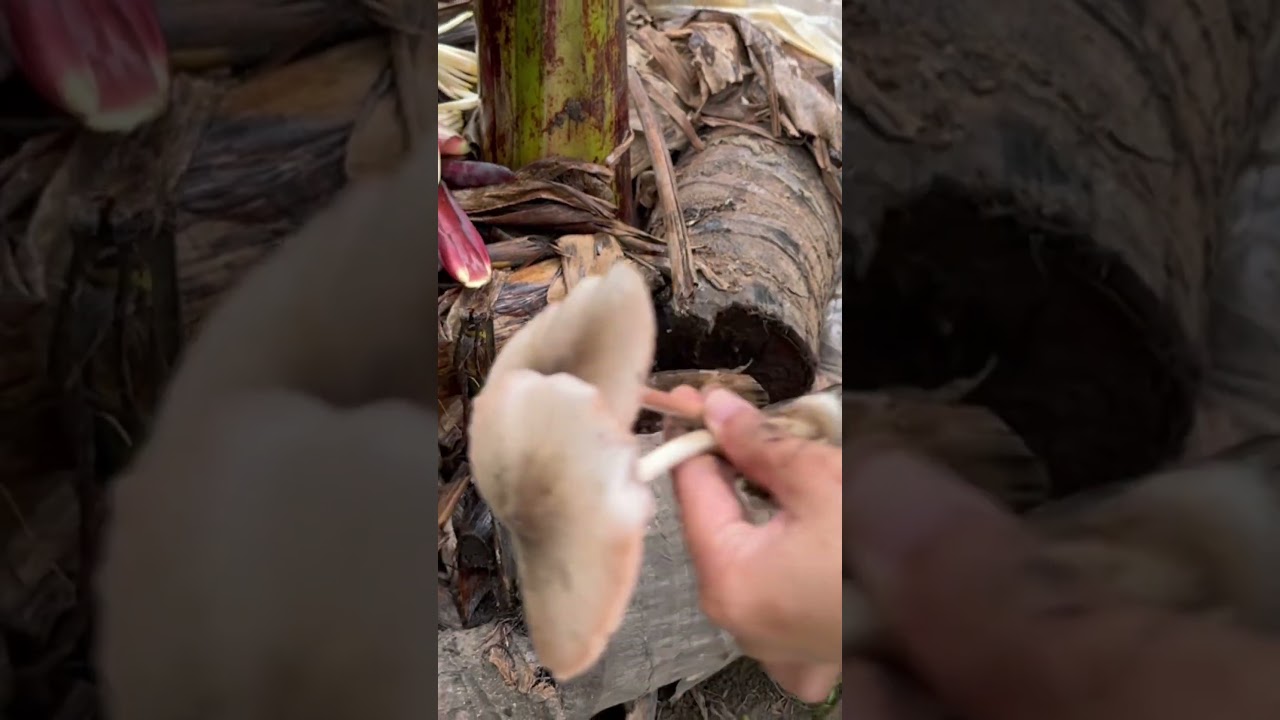 Harvest ng Kabuteng Saging #romalynvlogs #buhayprobinsya