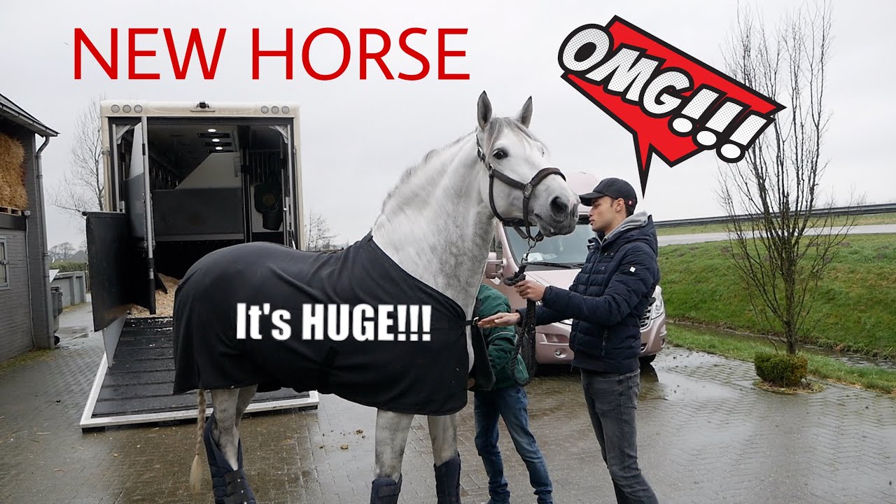MY HUGE NEW STALLION ARRIVES