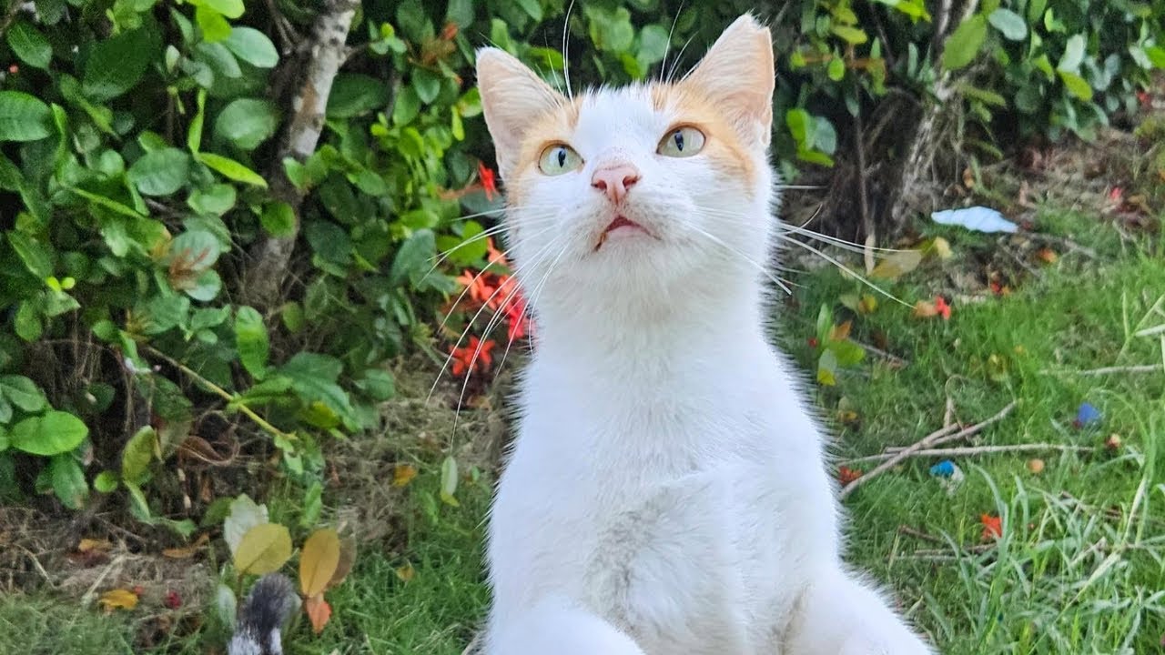 Remarkable feral cats of the island