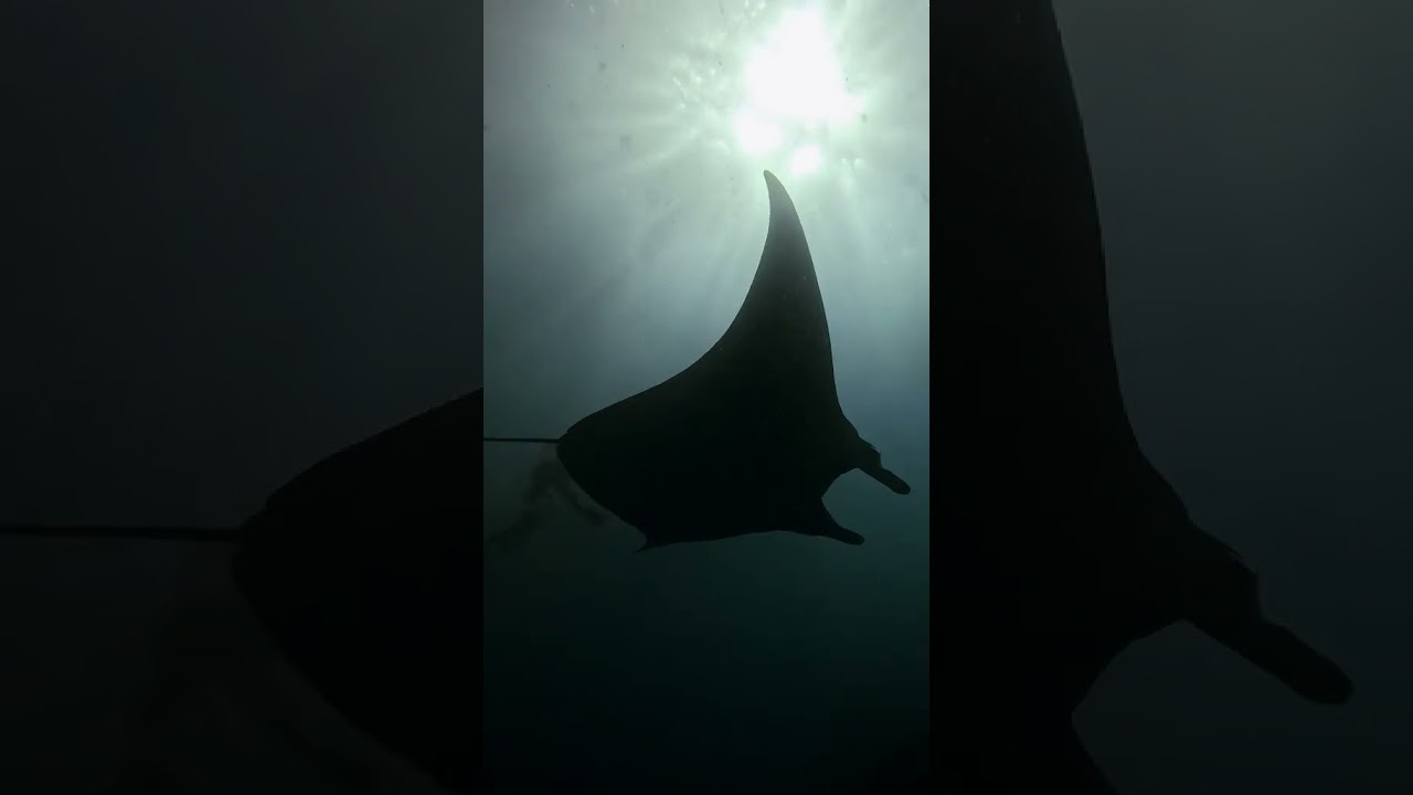 Manta Ray Queen: Slow Motion Glide at Nusa Penida's Manta Point