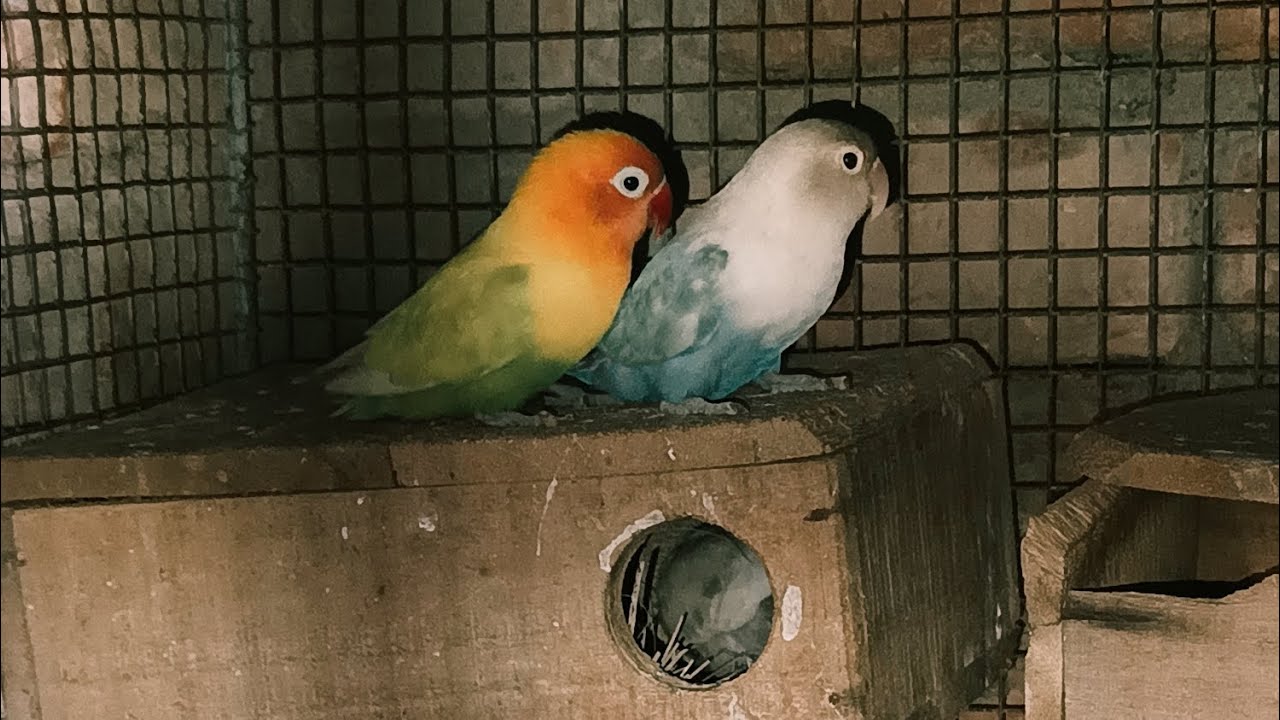 সিত কালে পাখিদের জন্য কি কি করতে হবে🐦#birds #highlights #youtube #lovebirds #pigeon #pigeon 