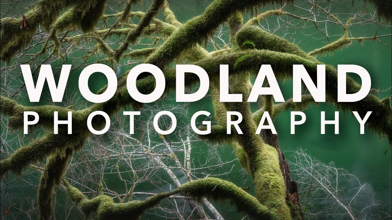 Photographing Old Growth Forest