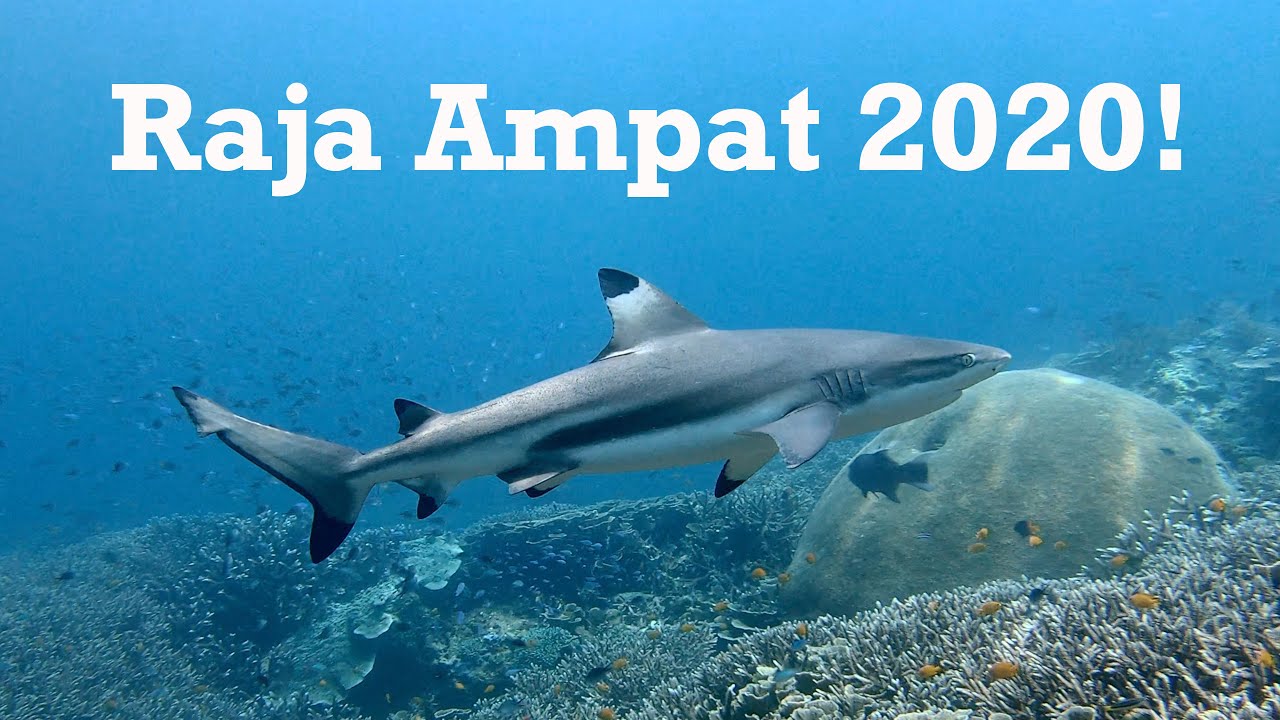 Beautiful Raja Ampat 2020!