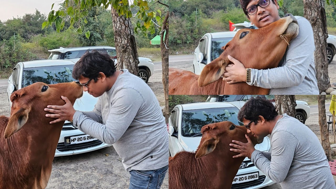 Chiropractic for Animal || Cow || in India 🇮🇳.