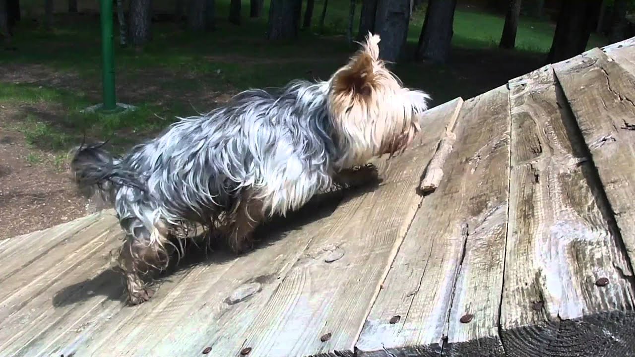 The park is mine! Yorkie dog!