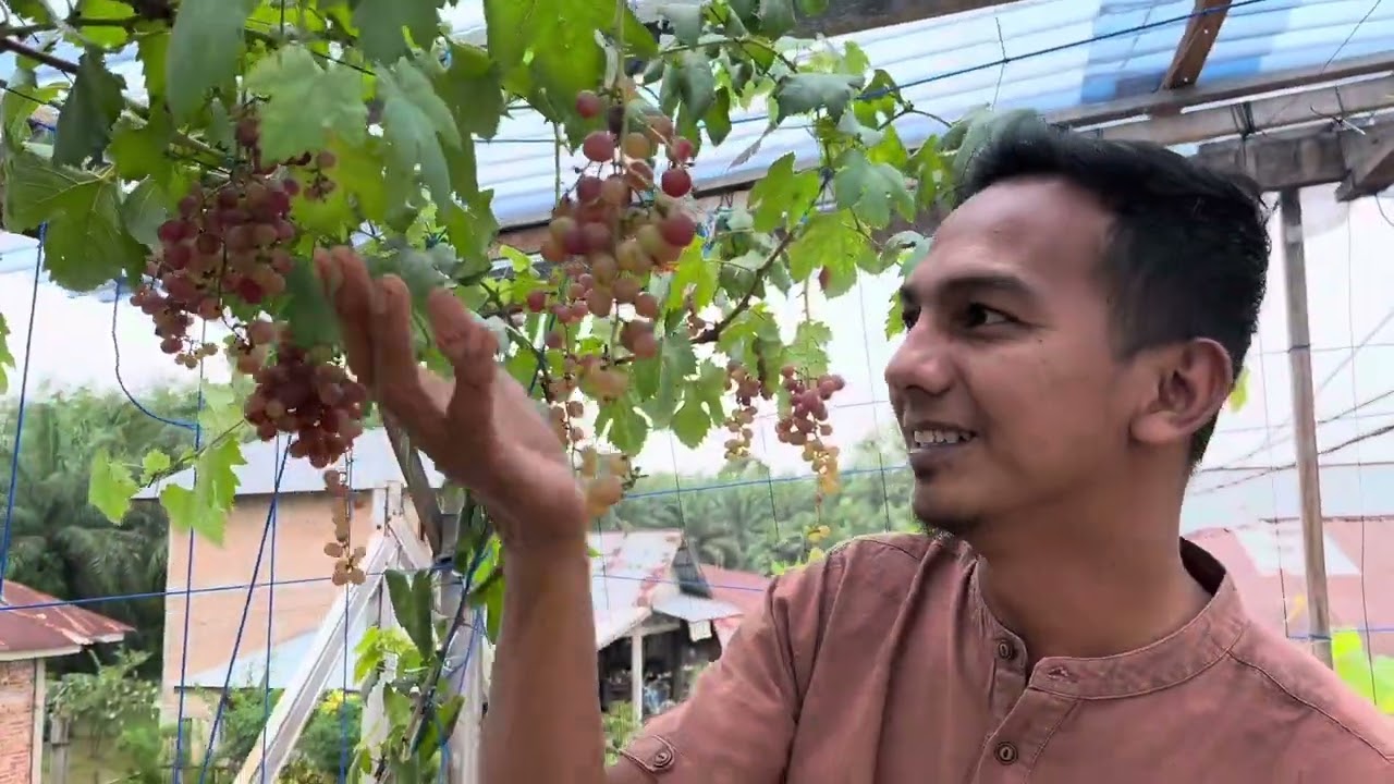 Ilmu mahal! Cara menanam anggur dari awal sampai pembuahan