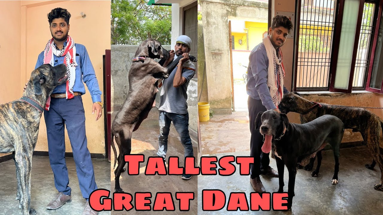 Tallest Boston Great Dane | Saurabh Pet’s Mart | Contact - 8808081118, 8808081119, 8808081116