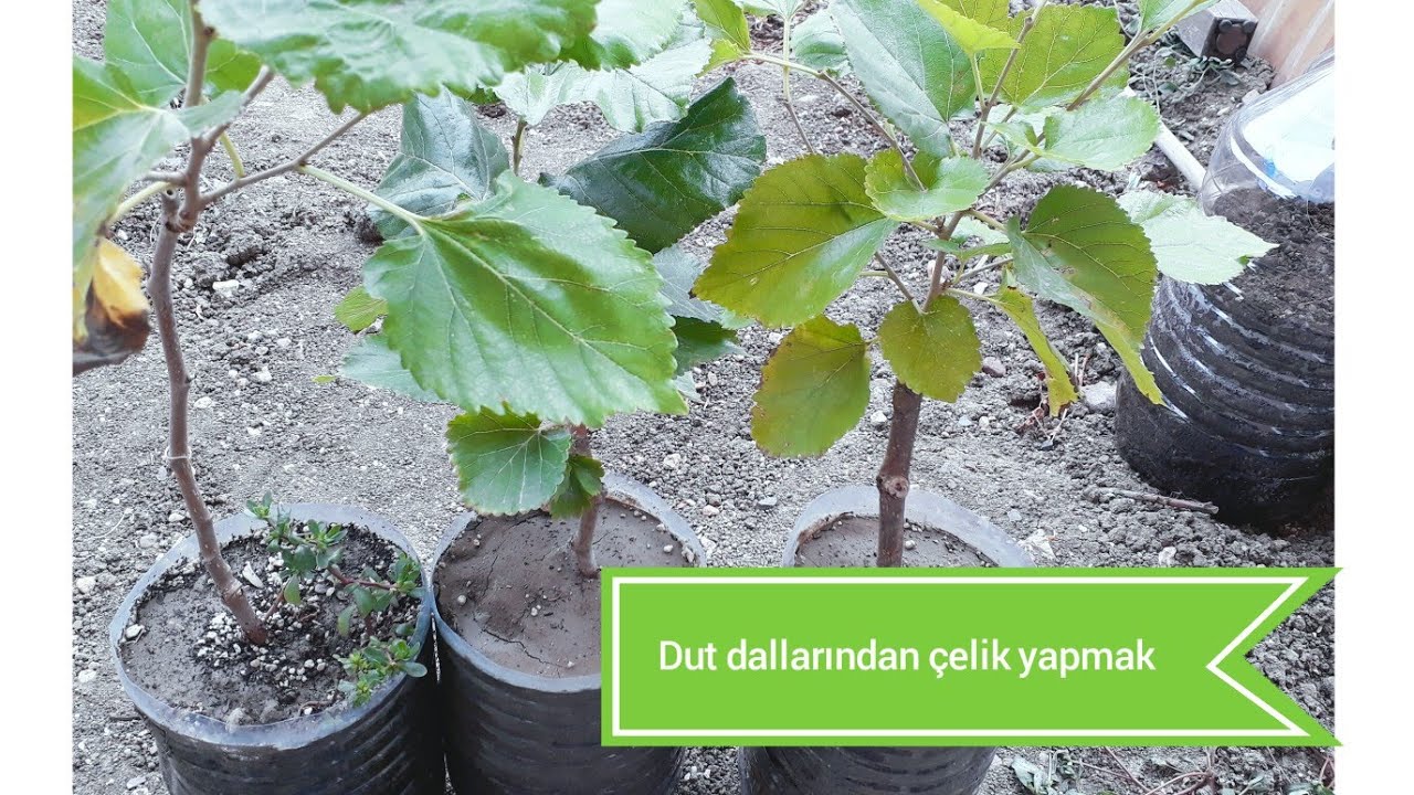 Dut ağacı dallarından  çelik yapmak..İBA ile