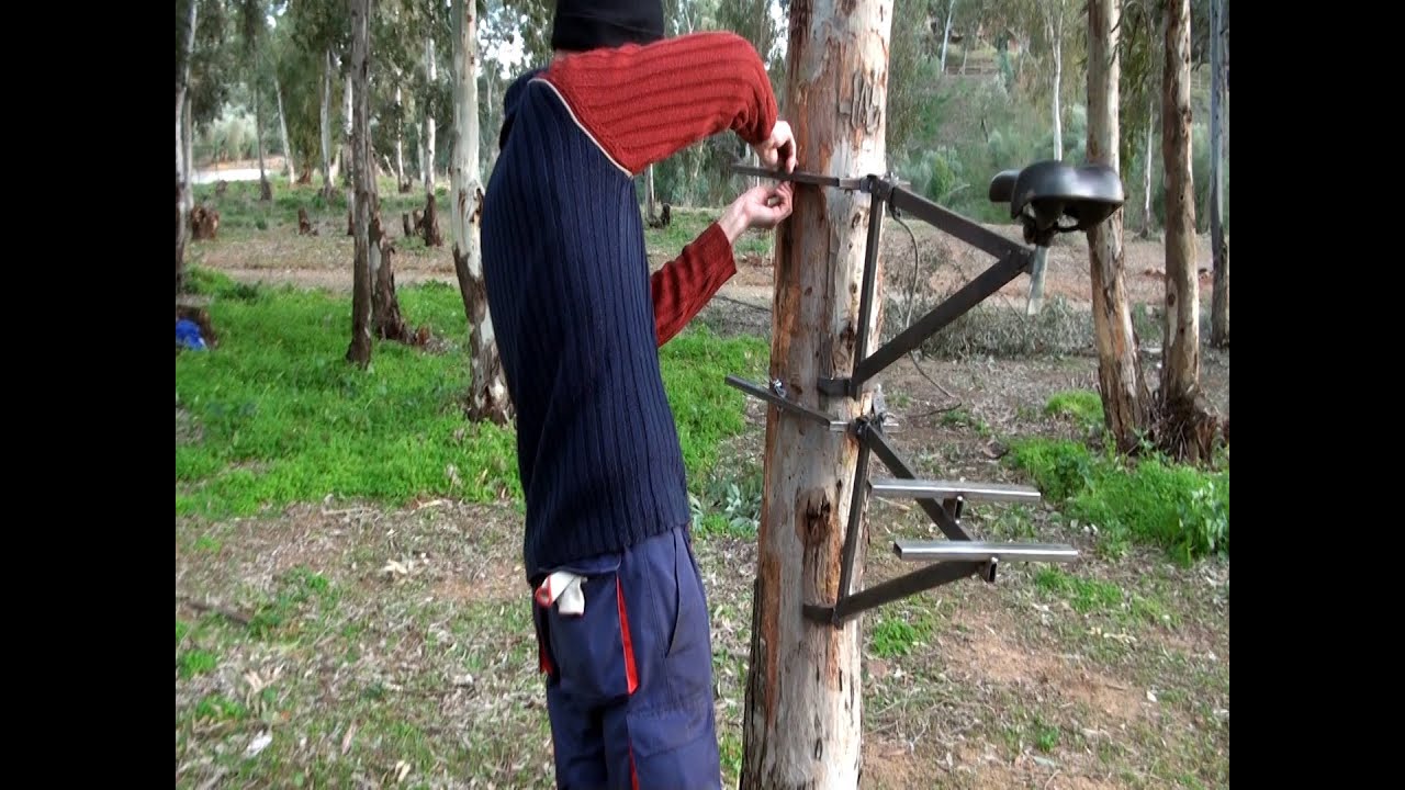 Supervivencia: Trepar por los arboles de forma segura